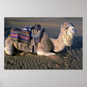 Sahara Desert near Merzouga, Morocco Poster