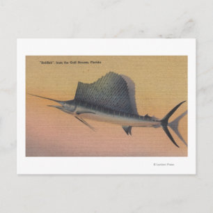 Sailfish from Gulf Stream, FloridaFlorida Postcard