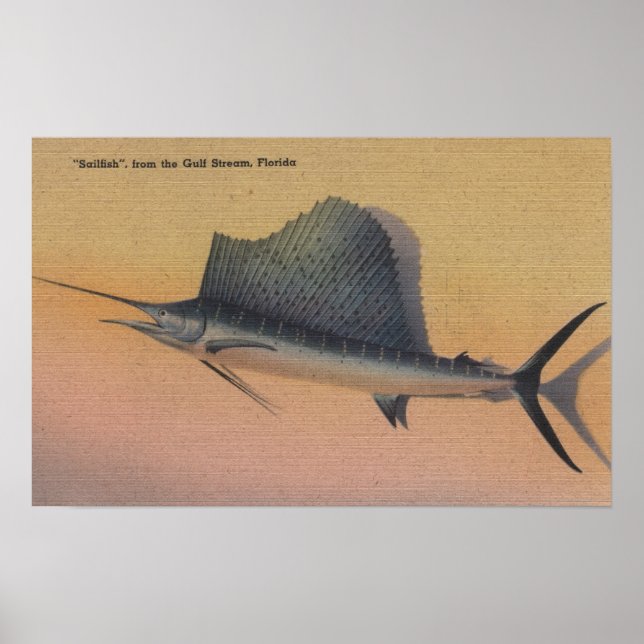 Sailfish from Gulf Stream, FloridaFlorida Poster (Front)