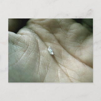 Sailing along the Lifeline Postcard