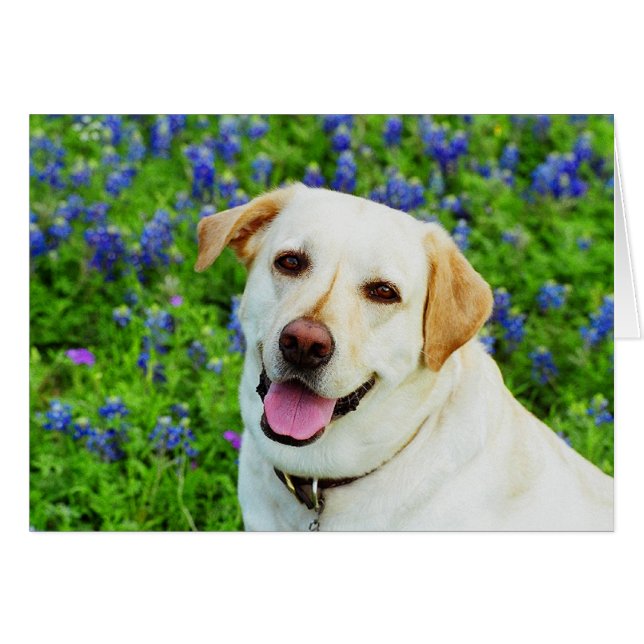 sailor blue (Front Horizontal)