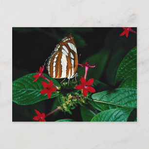 Sailor on red pentas flowers postcard
