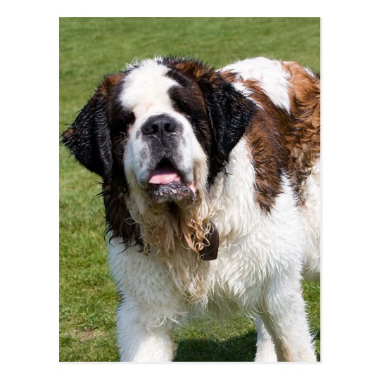 Saint Bernard dog postcard