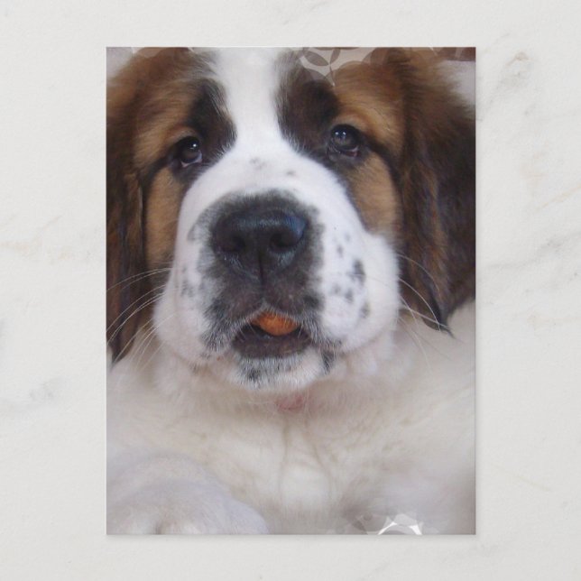 Saint Bernard Postcard (Front)