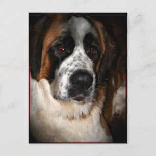 Saint Bernard Postcards 2