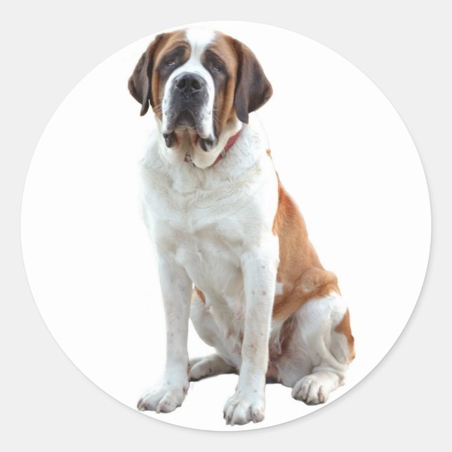 Saint Bernard Puppy Dog  Sticker / Label (Front)