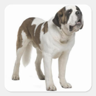 Saint Bernard Puppy Dog Sticker / Label