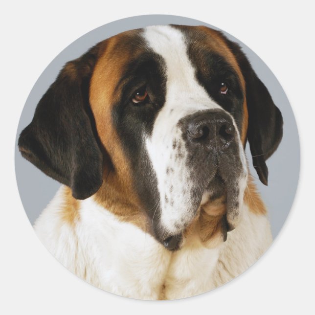 Saint Bernard Puppy Dog  Sticker / Label (Front)