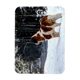 Saint Bernard snow photographic Christmas greeting Magnet