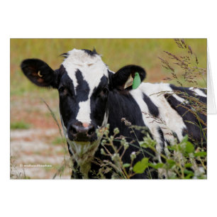 Sainte vache ! C'est un Holstein Friesian !