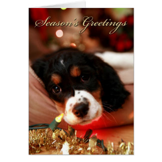 saisons greetins springer spaniel