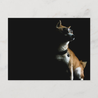 Saké Suave Postcard