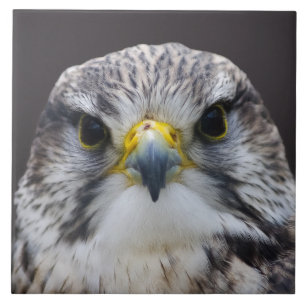 Saker falcon tile