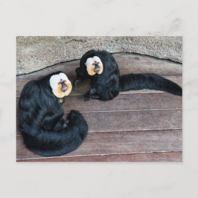 Saki Monkeys Postcard (Front)