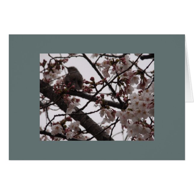 Sakura (Devant horizontal)