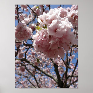 Sakura Blossom Close up — Kyoto Poster