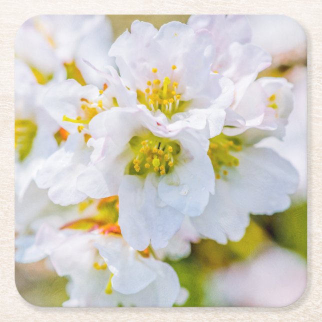 Sakura Blossom Square Paper Coaster (Front)