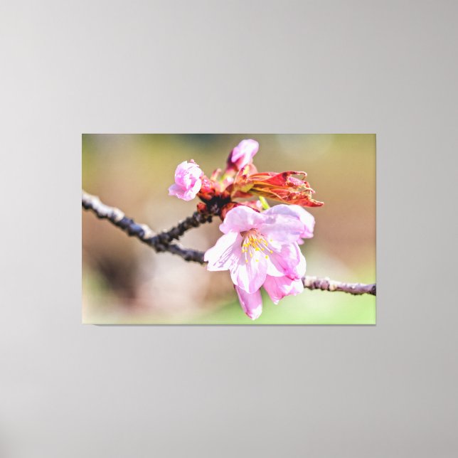 Sakura Buds And A Flower, Green, Beige Background Canvas Print (Front)