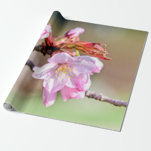 Sakura Buds And A Flower, Green, Beige Background Wrapping Paper