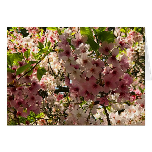 Sakura Cherry Blossom #3 Card (Front Horizontal)