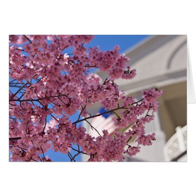 Sakura Cherry Blossoms (Devant horizontal)