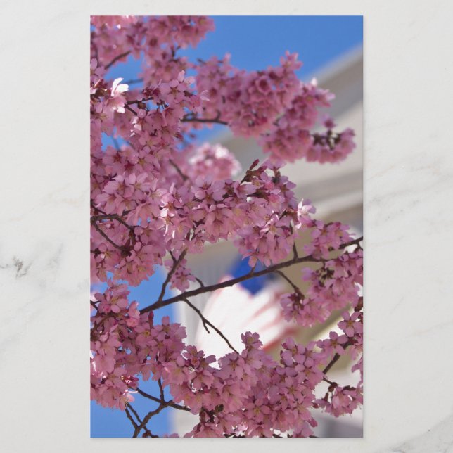 Sakura Cherry Blossoms Americana (Front)