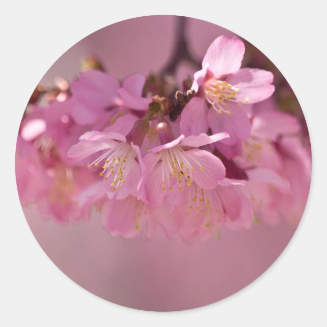 Sakura Cherry Blossoms Delicate Pink Bouquet Classic Round Sticker (Front)