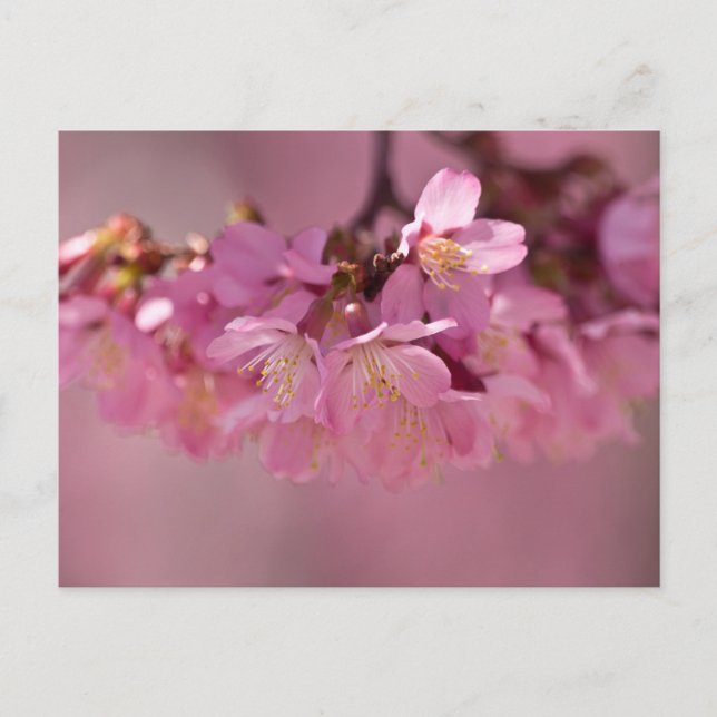 Sakura Cherry Blossoms Delicate Pink Bouquet Postcard (Front)