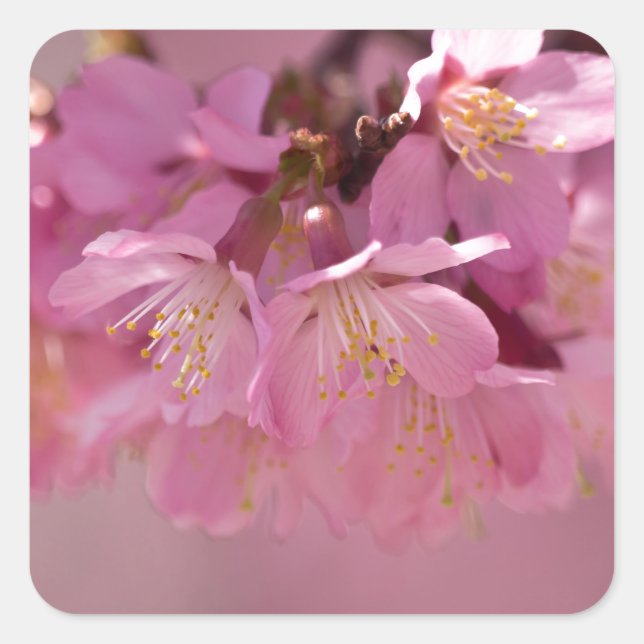 Sakura Cherry Blossoms Delicate Pink Bouquet Square Sticker (Front)