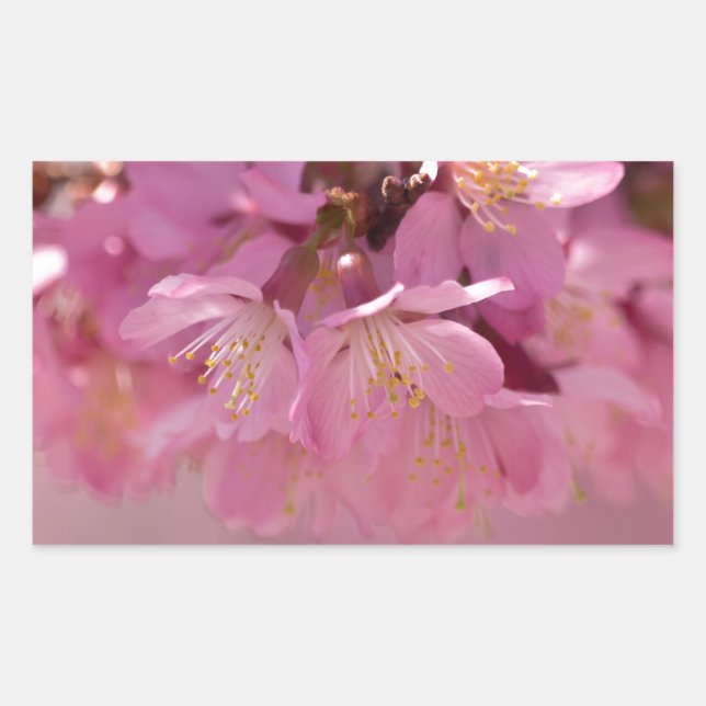 Sakura Cherry Blossoms Delicate Pink Bouquet Sticker (Front)