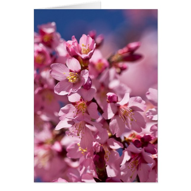 Sakura Cherry Blossoms embrassés par Sunlight (Devant)