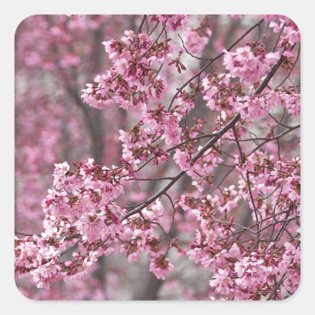 Sakura Cherry Blossoms Flowing Pink Square Sticker (Front)
