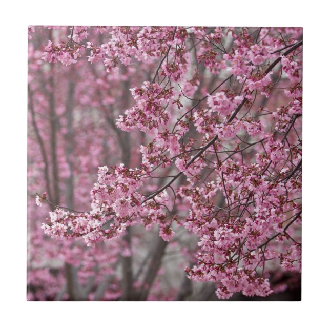 Sakura Cherry Blossoms Flowing Pink Tile (Front)