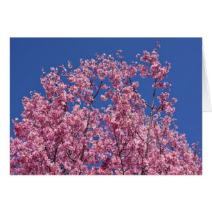Sakura Cherry Blossoms Into The Blue