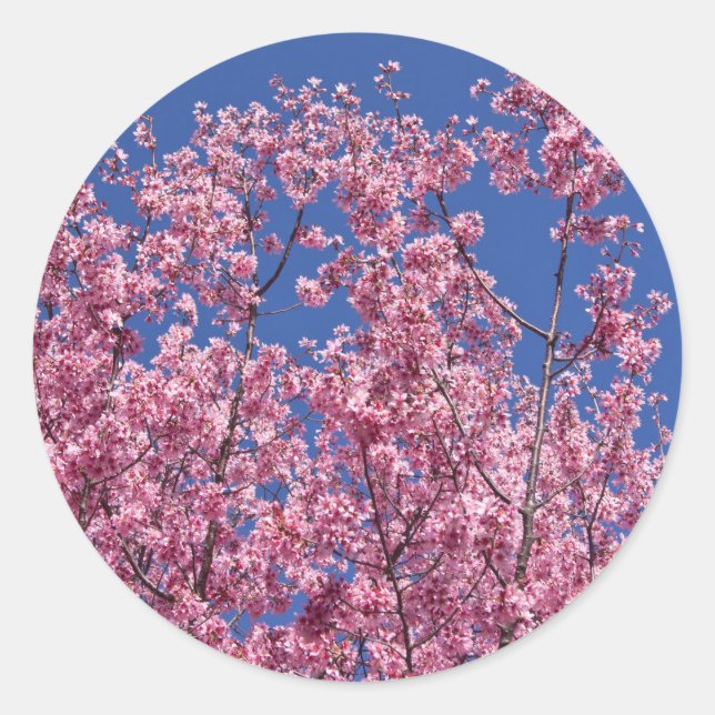 Sakura Cherry Blossoms Into The Blue Classic Round Sticker (Front)