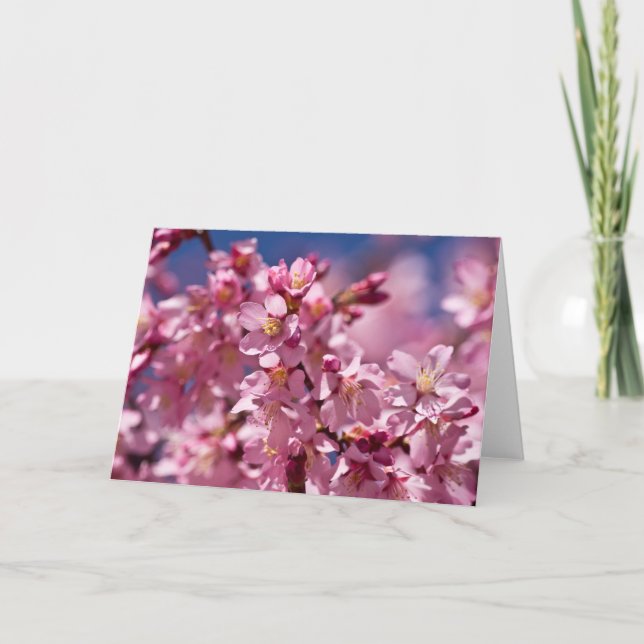 Sakura Cherry Blossoms Kissed by Sunlight Card (Front)