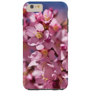Sakura Cherry Blossoms Kissed by Sunlight Tough iPhone 6 Plus Case