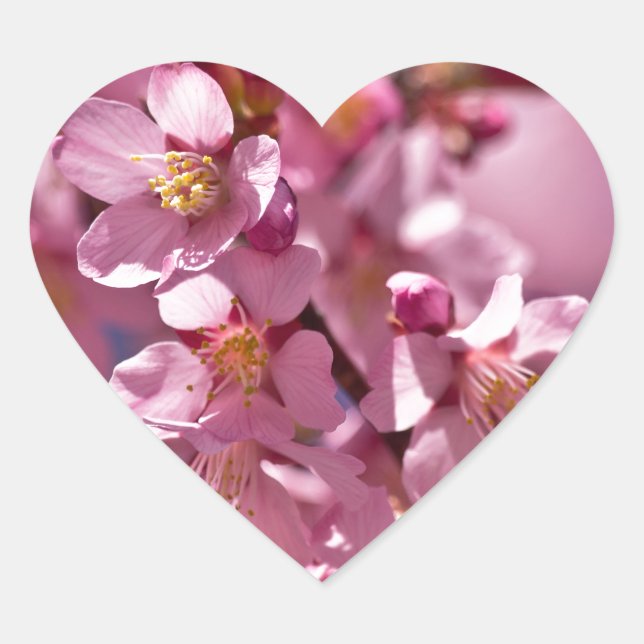 Sakura Cherry Blossoms Kissed by Sunlight Heart Sticker (Front)