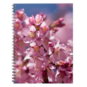 Sakura Cherry Blossoms Kissed by Sunlight Notebook