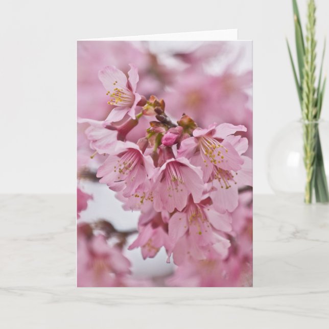 Sakura Cherry Blossoms Pale Pink Card (Front)