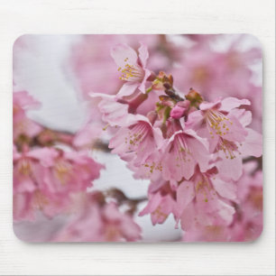 Sakura Cherry Blossoms Pale Pink Mouse Pad
