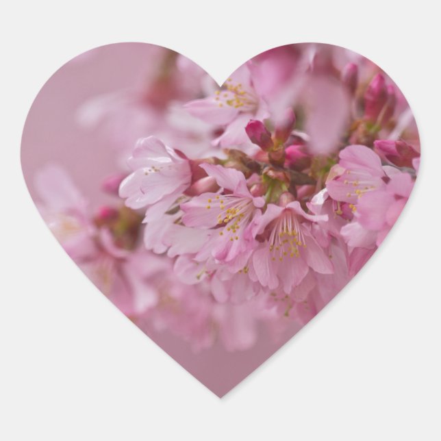 Sakura Cherry Blossoms Pale Pink Reflections Heart Sticker (Front)