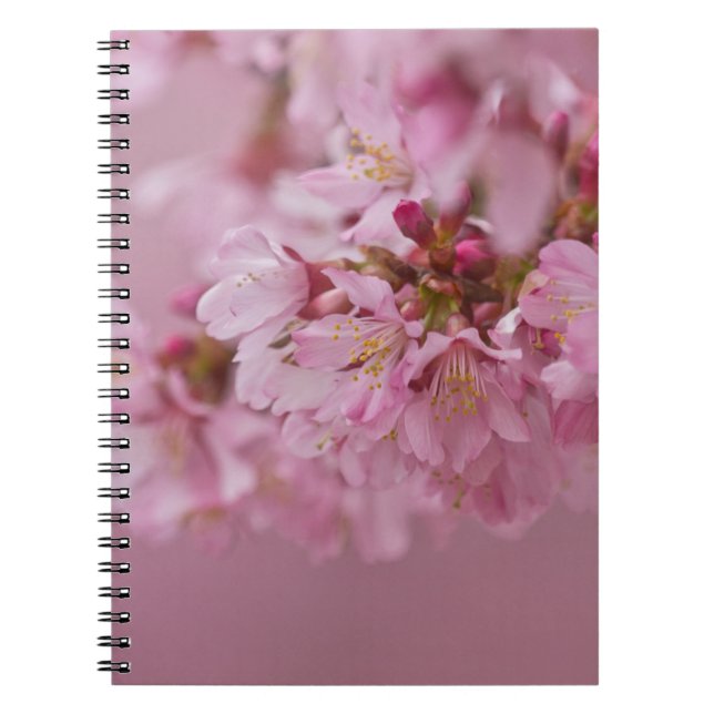 Sakura Cherry Blossoms Pale Pink Reflections Notebook (Front)