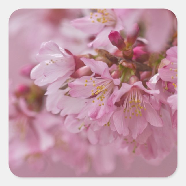 Sakura Cherry Blossoms Pale Pink Reflections Square Sticker (Front)