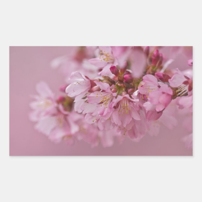 Sakura Cherry Blossoms Pale Pink Reflections Sticker (Front)