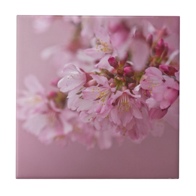 Sakura Cherry Blossoms Pale Pink Reflections Tile (Front)