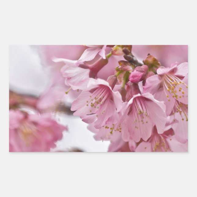 Sakura Cherry Blossoms Pale Pink Sticker (Front)