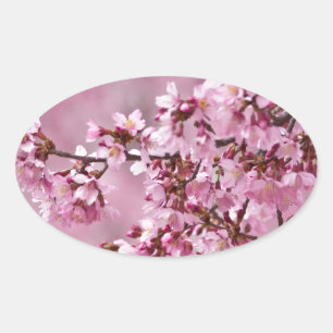 Sakura Cherry Blossoms Pastel Pink Layers Oval Sticker