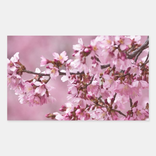 Sakura Cherry Blossoms Pastel Pink Layers Sticker (Front)