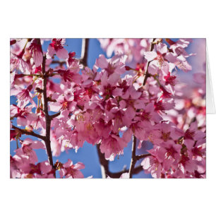 Sakura Cherry Blossoms Red Stars